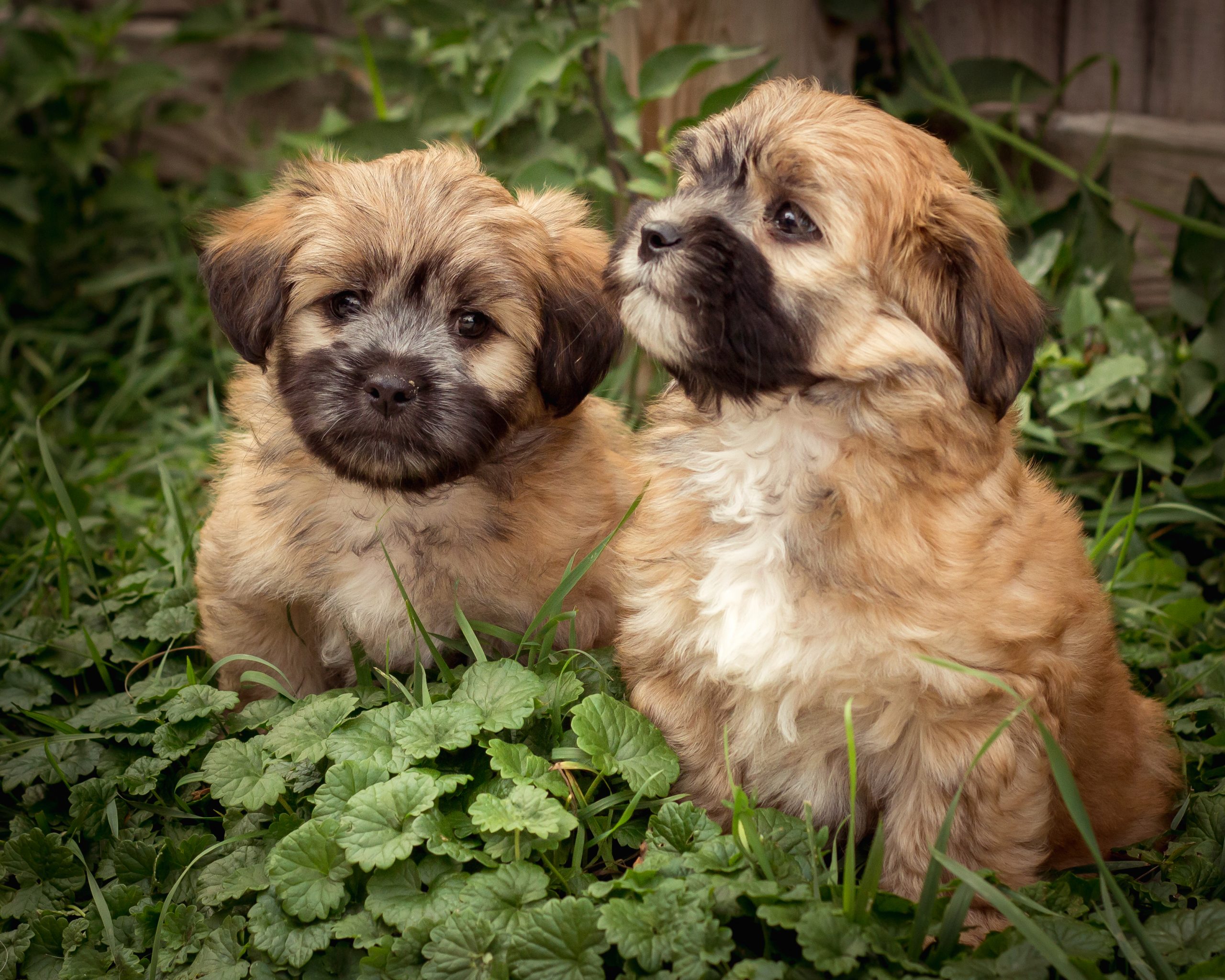 Pet portrait of two puppies